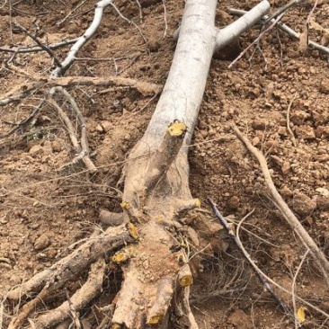 山西核桃树，运城薄皮核桃树，8-15公分，占地核桃树