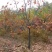 山西柿子树，8-10-12公分阳丰甜柿子树，采摘园柿子树