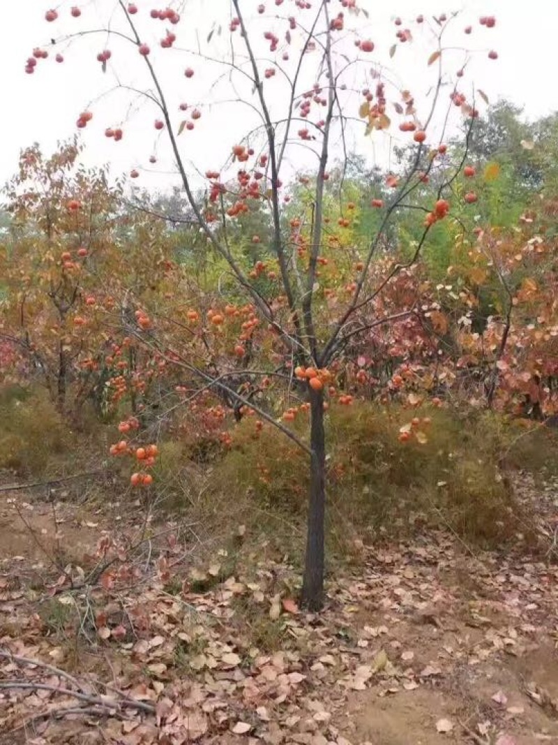山西柿子树，8-10-12公分阳丰甜柿子树，采摘园柿子树