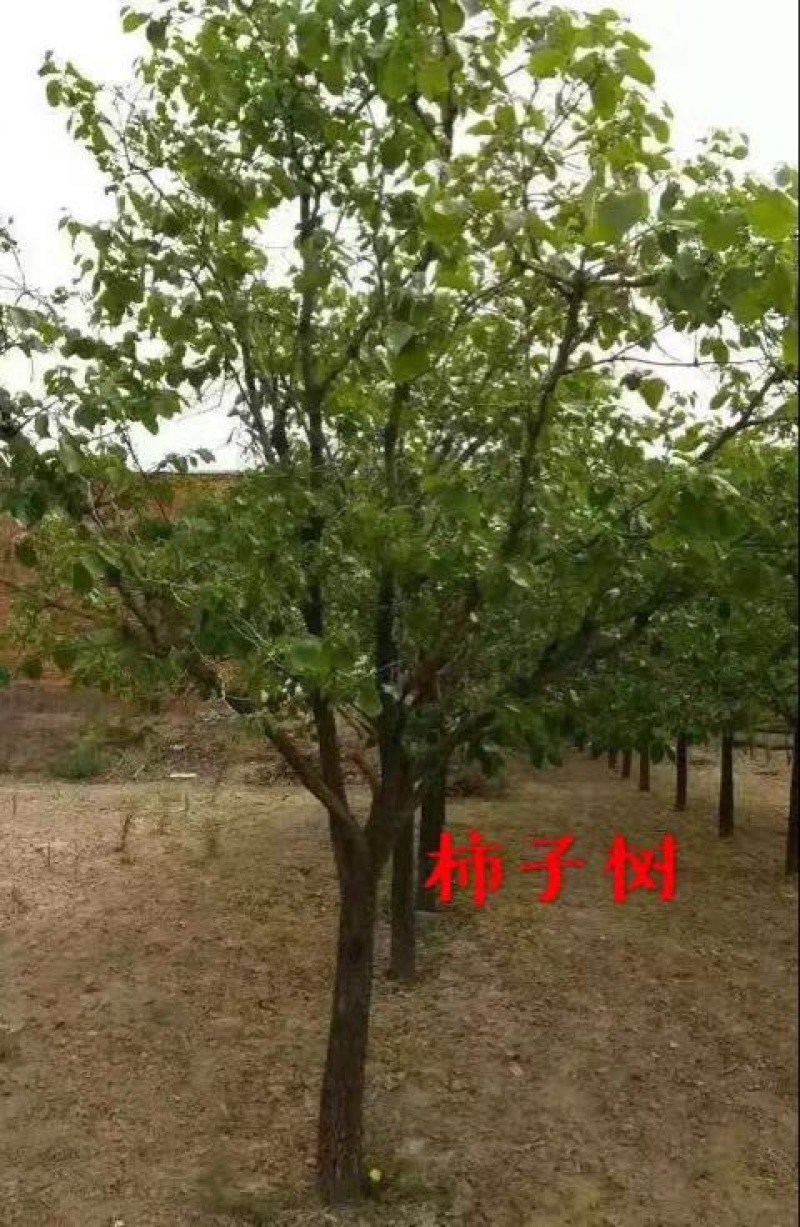 山西柿子树，8-10-12公分阳丰甜柿子树，采摘园柿子树
