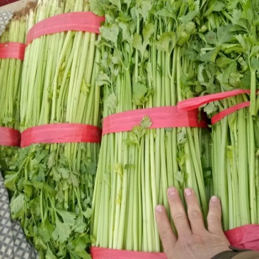 法国金皇后精品芹菜60cm以上，产地供应，质量很好
