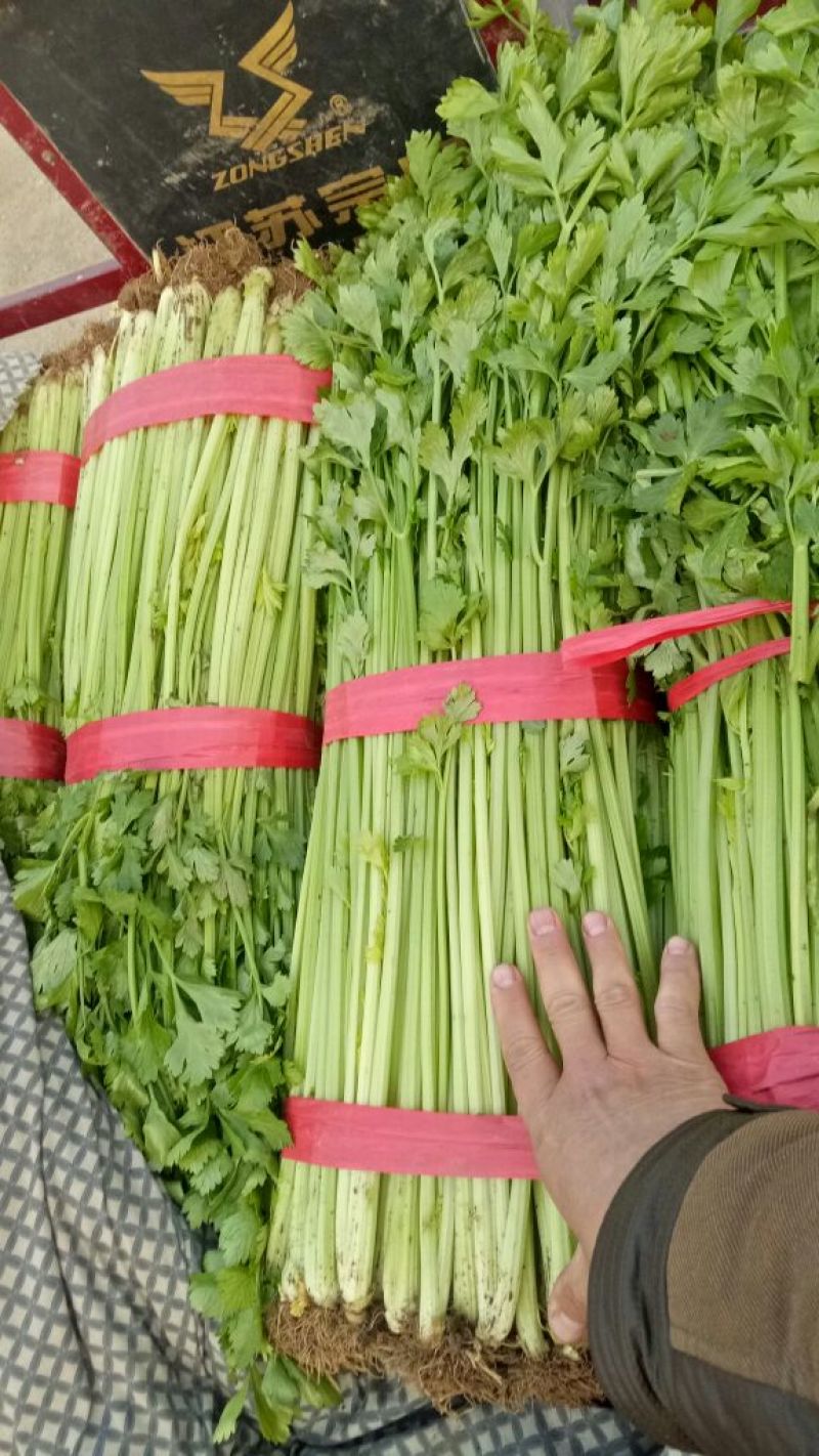 法国金皇后精品芹菜60cm以上，产地供应，质量很好