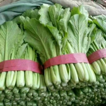 上海青小白菜10~20cm