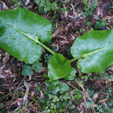 荞麦叶大百合独头药食两用