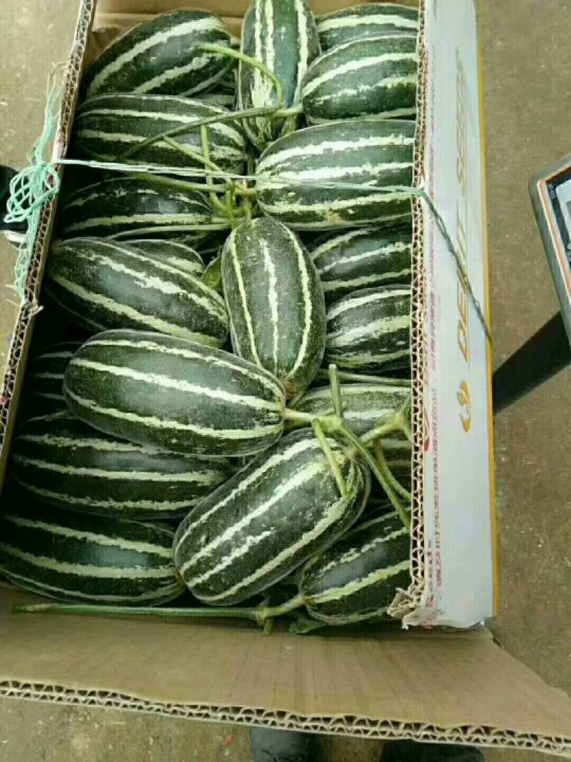 博洋9号甜瓜，
