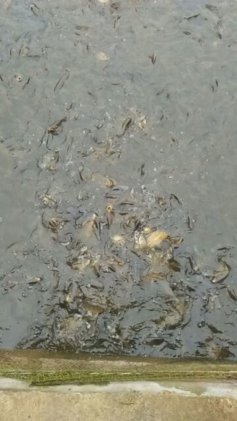 黄金鲫食用