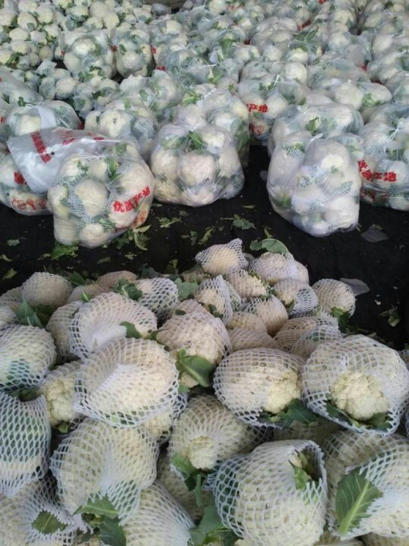 松散花大量上市1~2斤【产地直销】《质量保证》
