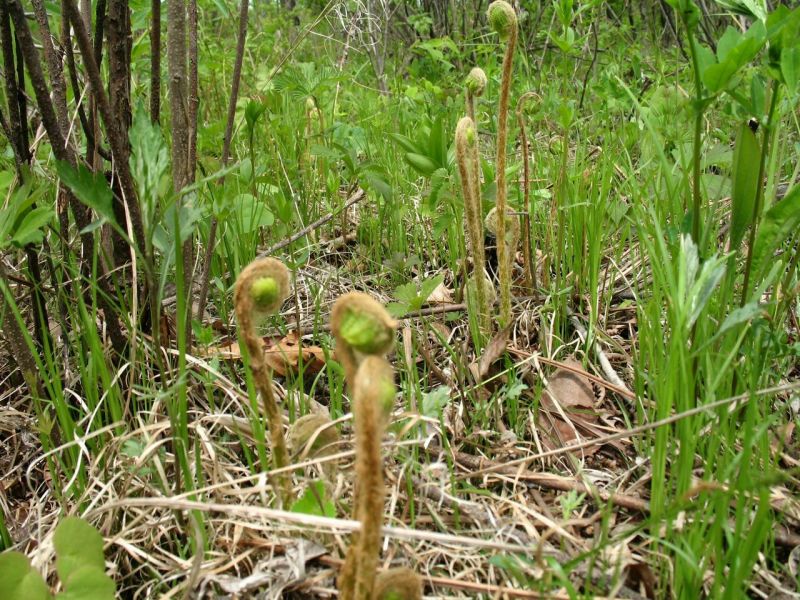 薇菜山野菜