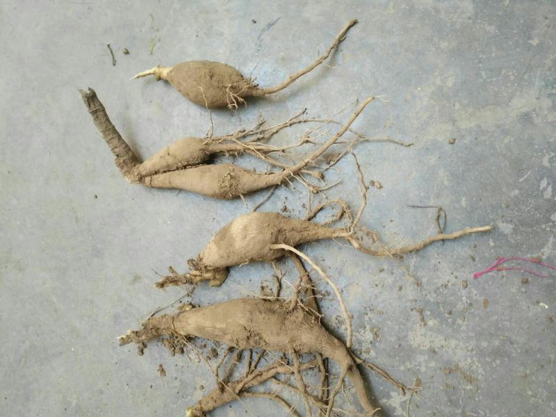 大丽花小丽花盆栽天竺牡丹精品色系大丽花大丽花种球