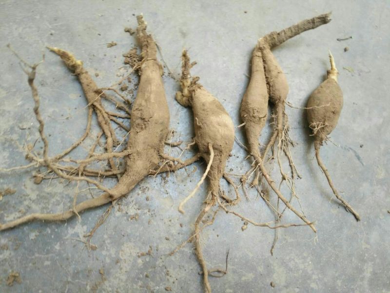大丽花小丽花盆栽天竺牡丹精品色系大丽花大丽花种球