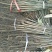 香玲核桃苗50~100cm1年以下