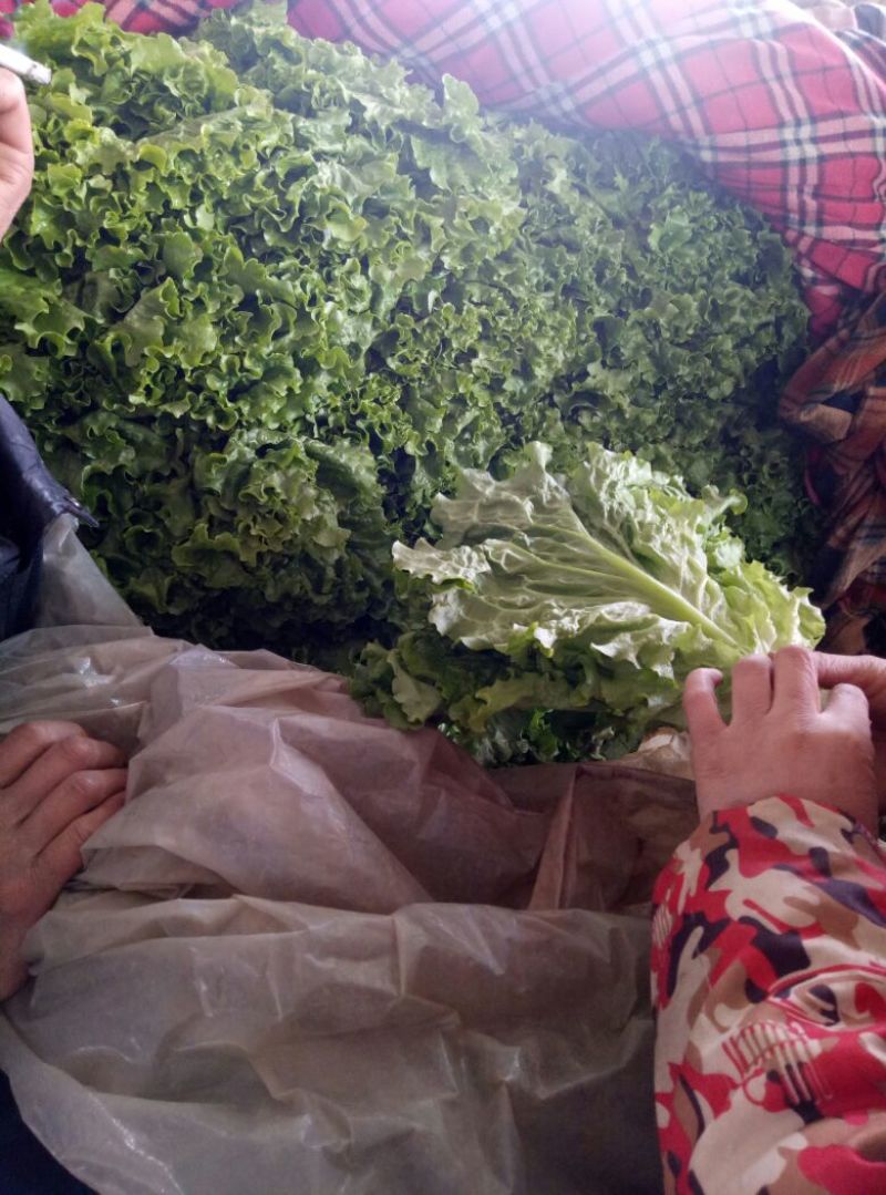 【荐】河北散叶生菜基地直供，好货源充足，支持视频看货