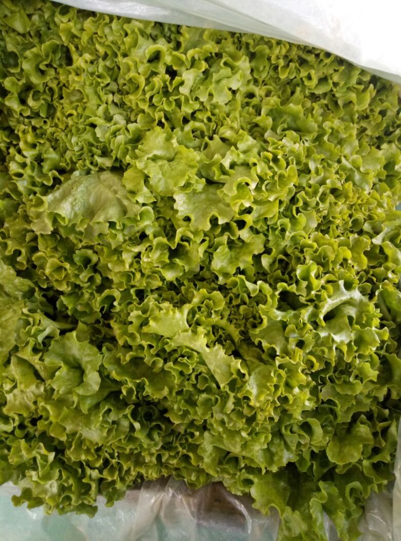 【荐】河北散叶生菜基地直供，好货源充足，支持视频看货