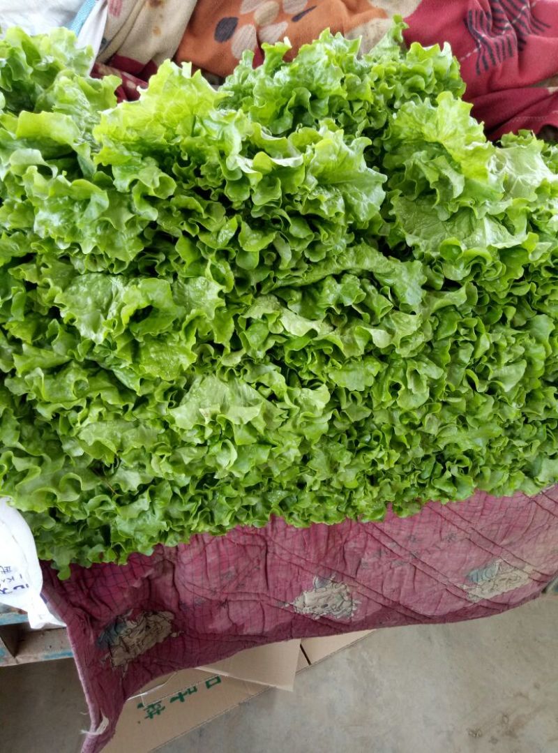 【荐】河北散叶生菜基地直供，好货源充足，支持视频看货