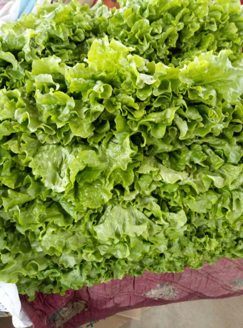 【荐】河北散叶生菜基地直供，好货源充足，支持视频看货