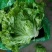 【荐】河北散叶生菜基地直供，好货源充足，支持视频看货