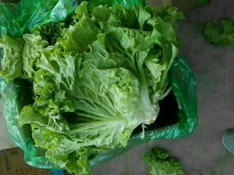 【荐】河北散叶生菜基地直供，好货源充足，支持视频看货