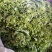 【荐】河北散叶生菜基地直供，好货源充足，支持视频看货