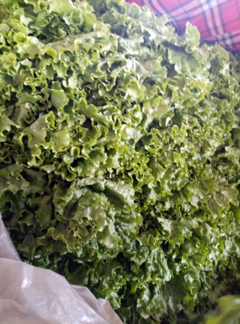 【荐】河北散叶生菜基地直供，好货源充足，支持视频看货