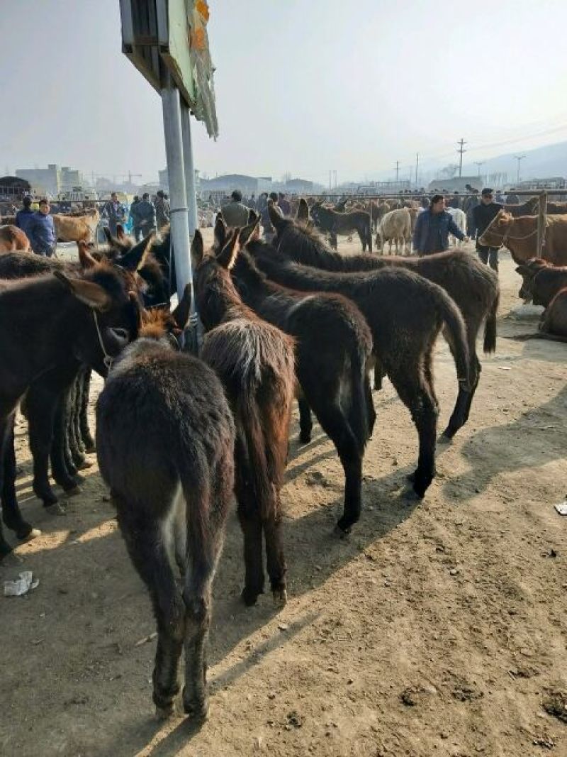 驴苗200斤，改良驴苗，生长速度快，抵抗能力强