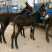 驴苗200斤，改良驴苗，生长速度快，抵抗能力强
