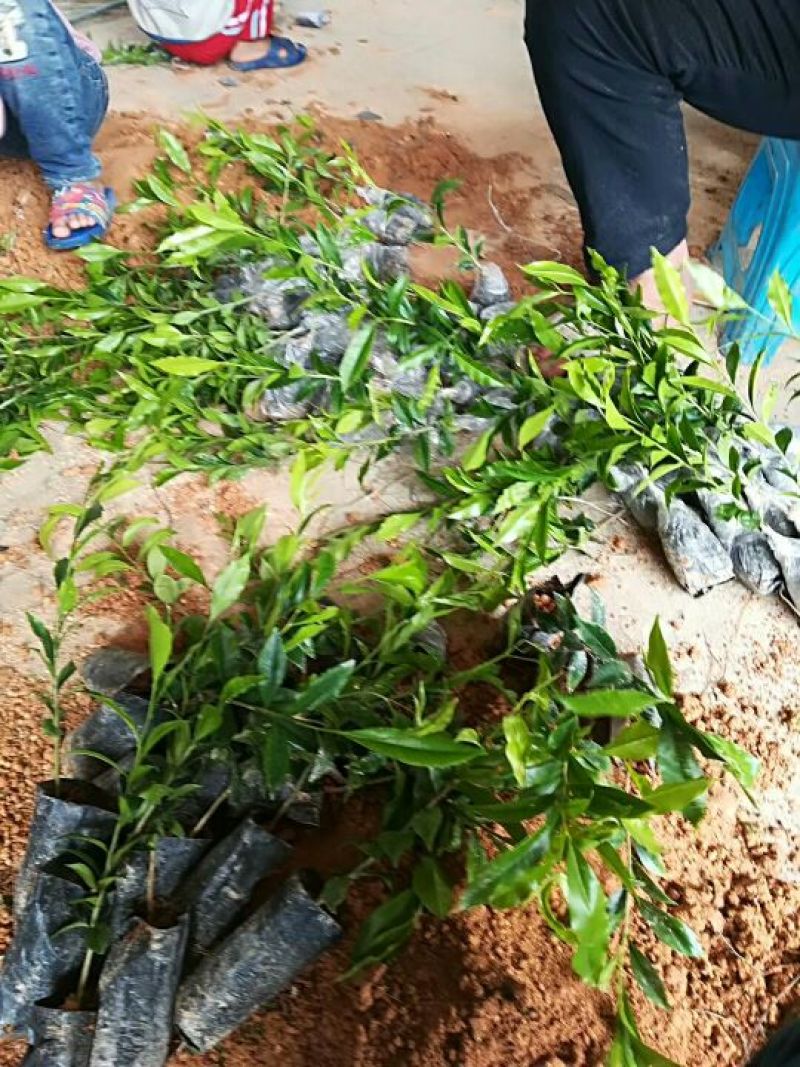 沉香树苗30~50cm