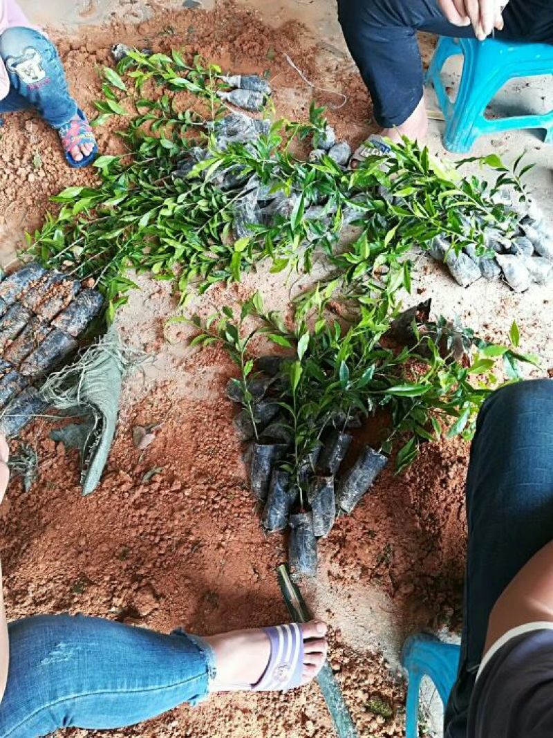沉香树苗30~50cm