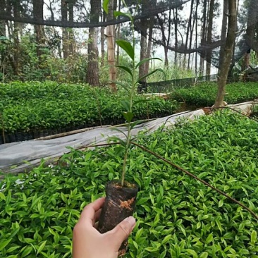 沉香树苗30~50cm