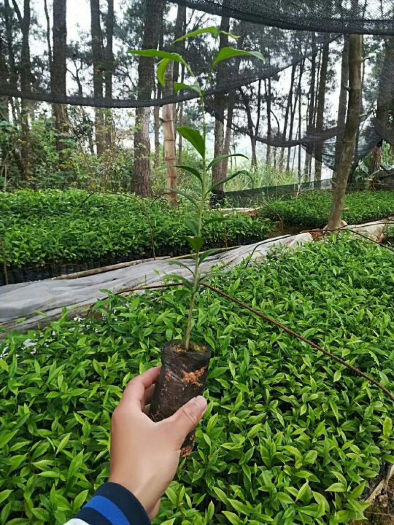 沉香树苗30~50cm