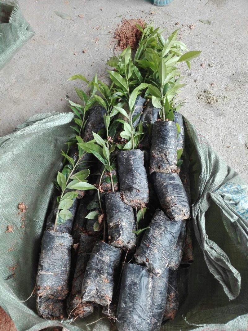 沉香树苗30~50cm