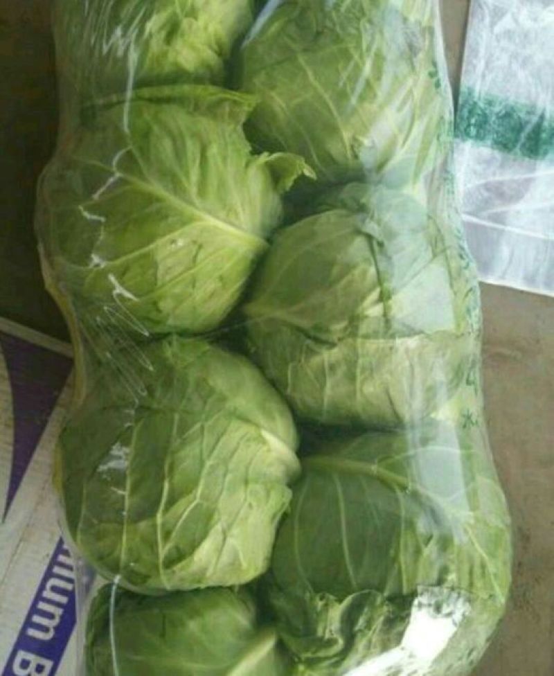 【荐】甘蓝中甘甘蓝河北中甘甘蓝货量充足产地直发视频看货