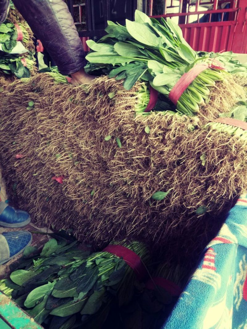 河北菠菜大量上市，代发全国，产地供应量大优惠