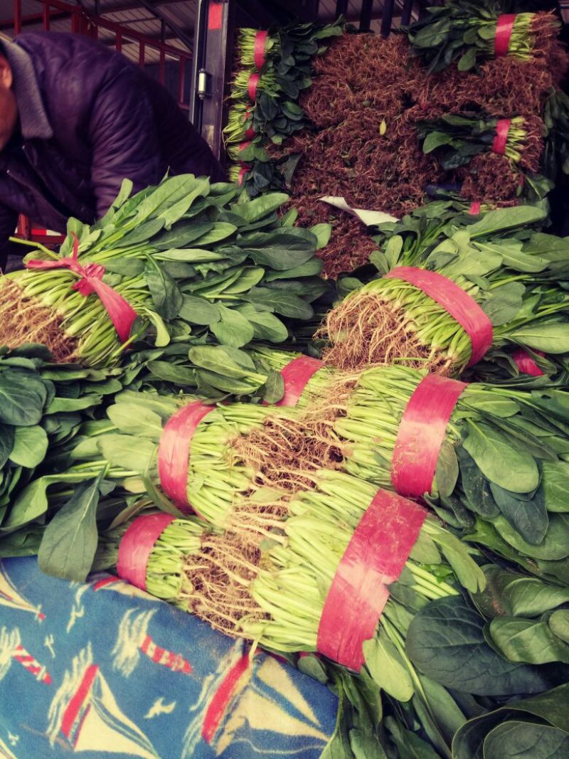 河北菠菜大量上市，代发全国，产地供应量大优惠
