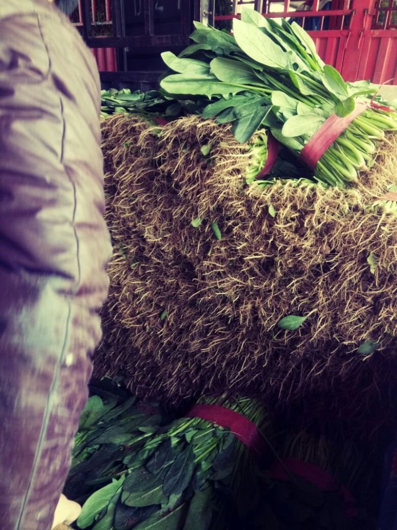 河北菠菜大量上市，代发全国，产地供应量大优惠