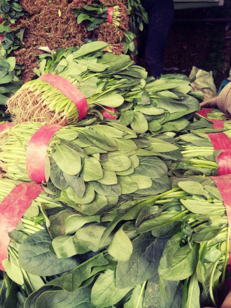 河北菠菜大量上市，代发全国，产地供应量大优惠