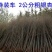 银杏树苗白果苗庭院园林绿化苗木行道树金叶银杏小苗南方北方