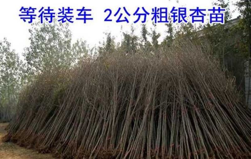 银杏树苗白果苗庭院园林绿化苗木行道树金叶银杏小苗南方北方