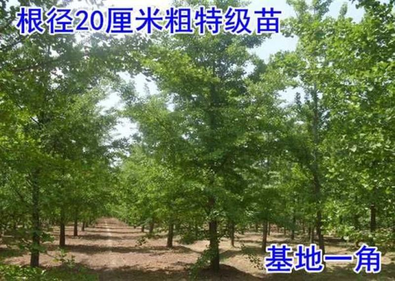 银杏树苗白果苗庭院园林绿化苗木行道树金叶银杏小苗南方北方