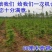 银杏树苗白果苗庭院园林绿化苗木行道树金叶银杏小苗南方北方
