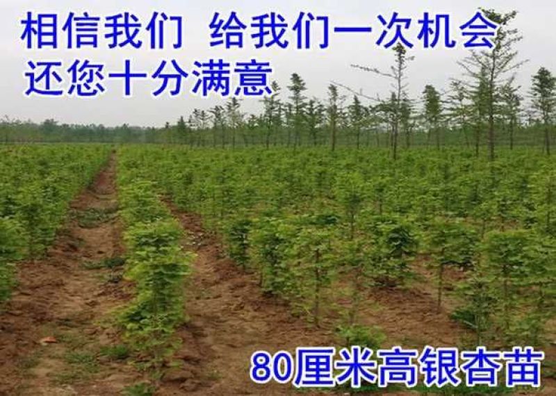 银杏树苗白果苗庭院园林绿化苗木行道树金叶银杏小苗南方北方