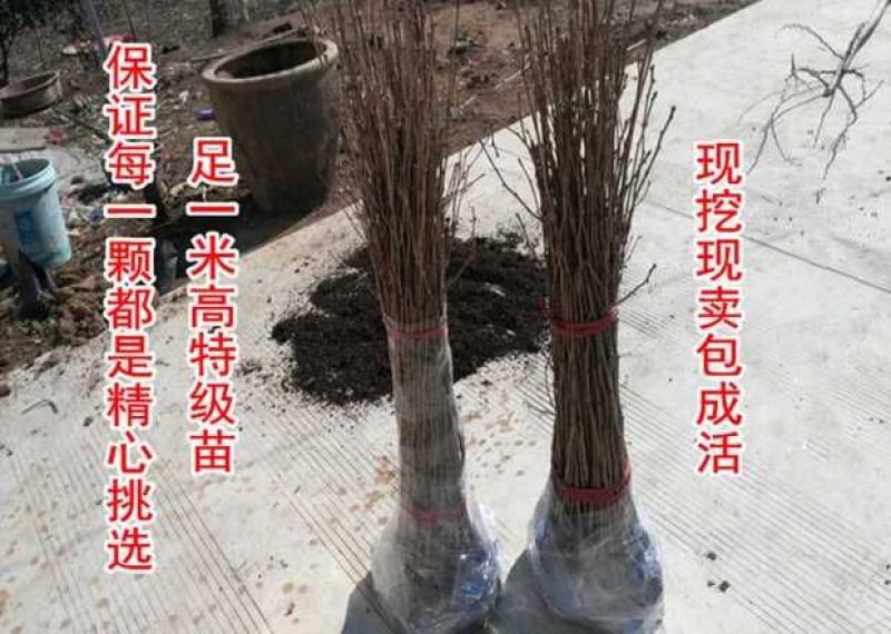 银杏树苗白果苗庭院园林绿化苗木行道树金叶银杏小苗南方北方