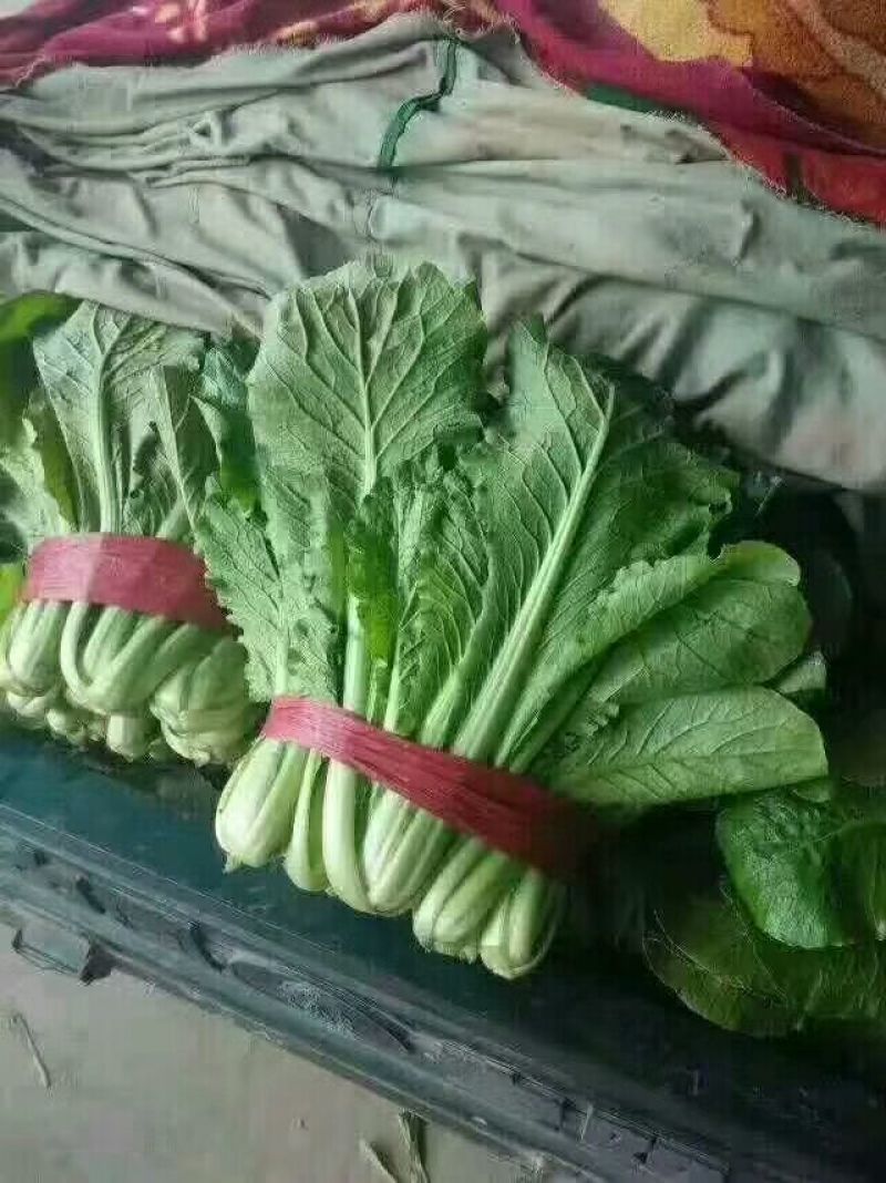 河北邯郸小白菜大量上市质量好，可以供应加工厂
