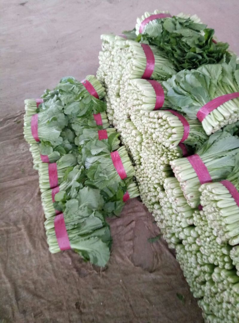 河北邯郸小白菜大量上市质量好，可以供应加工厂