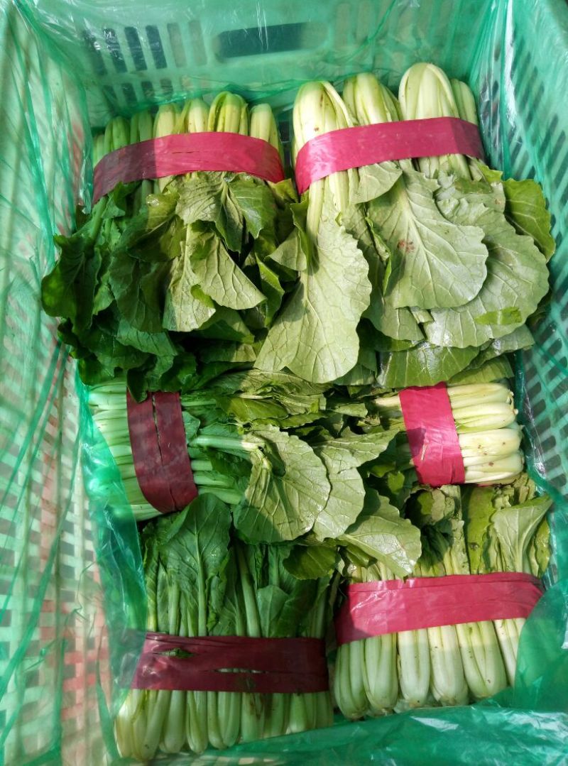 河北邯郸小白菜大量上市质量好，可以供应加工厂