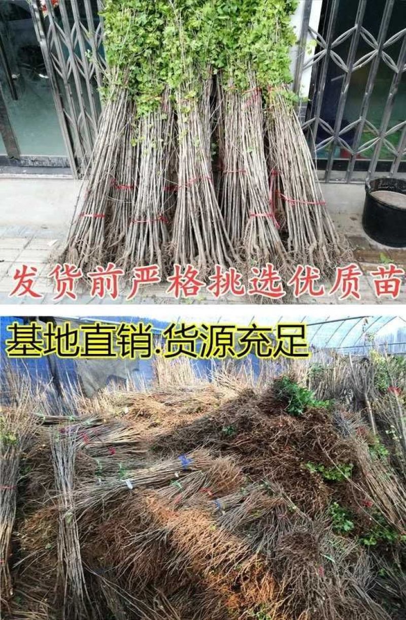 银杏树苗白果苗庭院园林绿化苗木行道树金叶银杏小苗南方北方