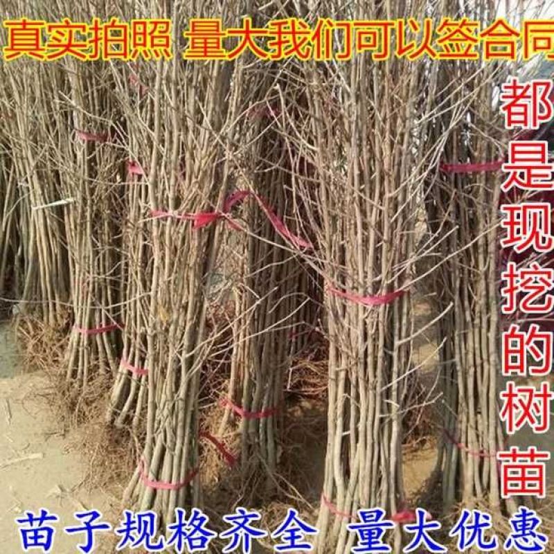 银杏树苗白果苗庭院园林绿化苗木行道树金叶银杏小苗南方北方