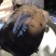 鳖野生甲鱼