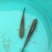 草鱼苗5cm以下人工养殖