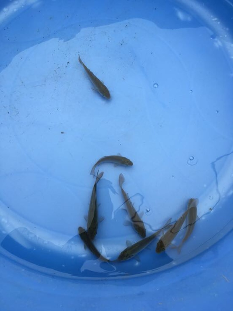 草鱼苗5cm以下人工养殖