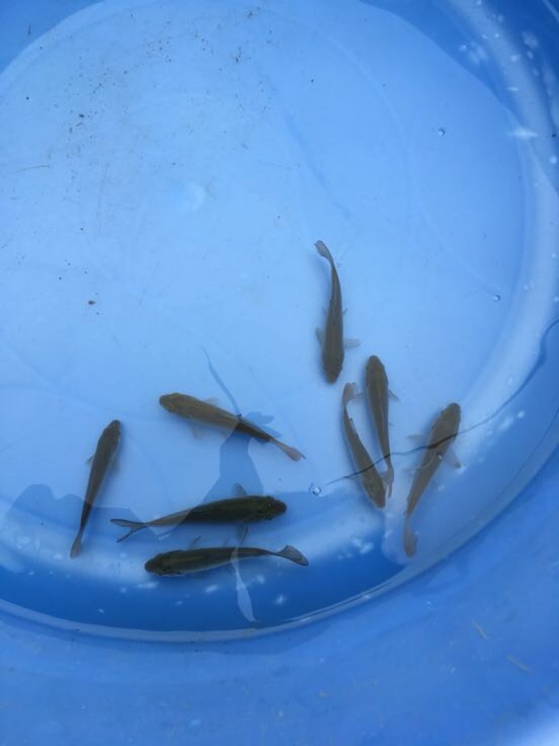 草鱼苗5cm以下人工养殖
